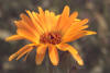 Calendula
