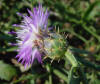Centaurea aspera