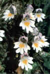 Eufrasia 