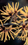 Hamamelis 