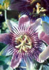 Pasiflora