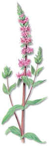 Salicaria