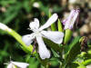 Saponaria