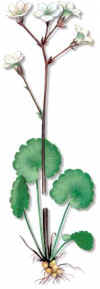 Saxifraga