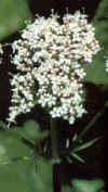 Valeriana