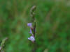 Verbena